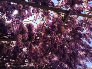 wisteria 1