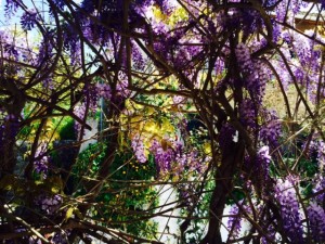 wisteria 2